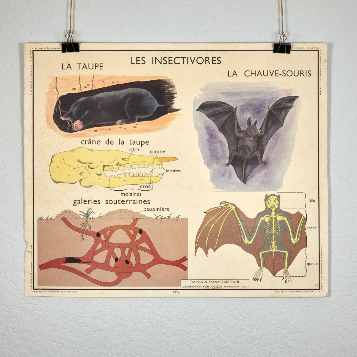 Vintage French School Science Poster- Dog/ Bat