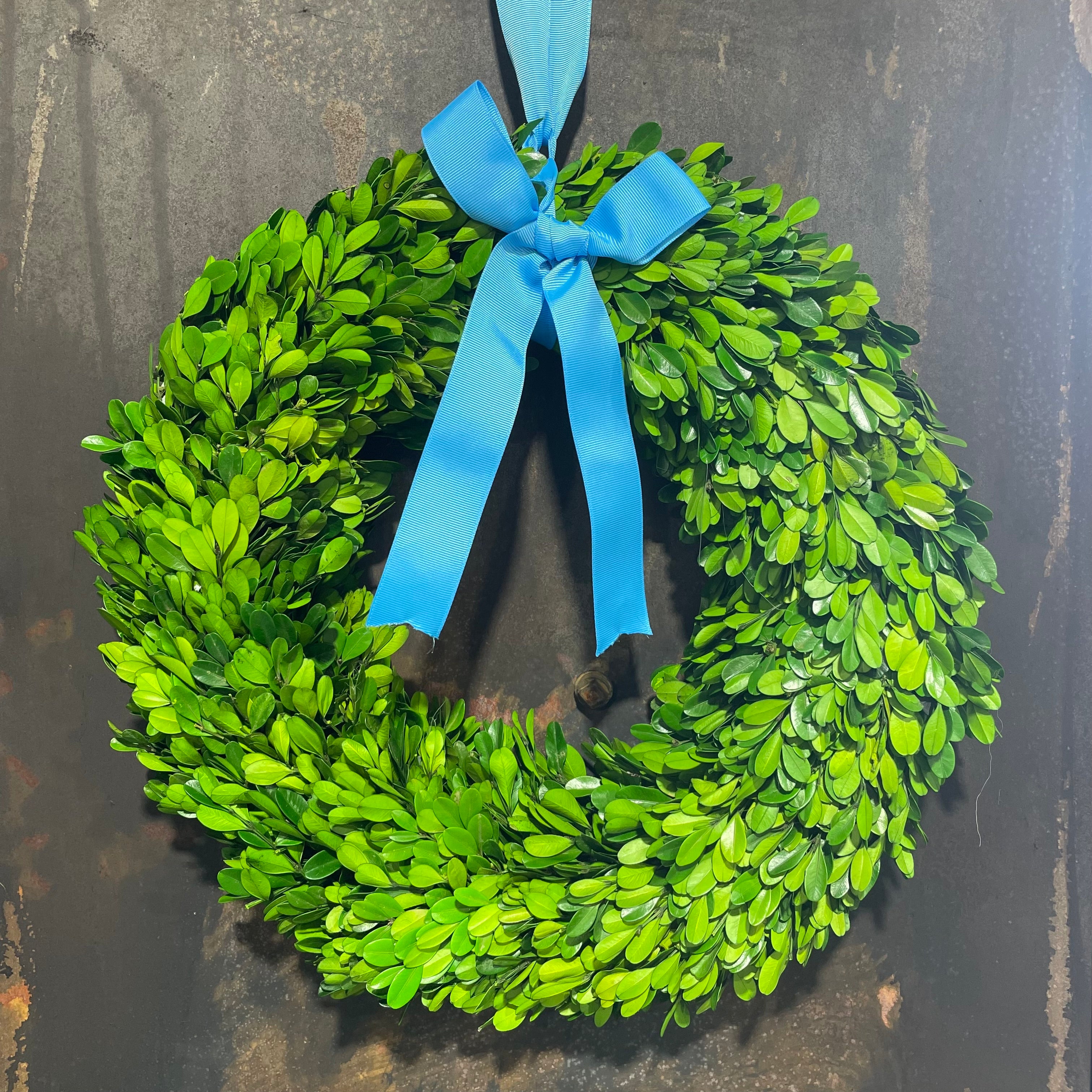 Large Boxwood Wreath with Blue Bow