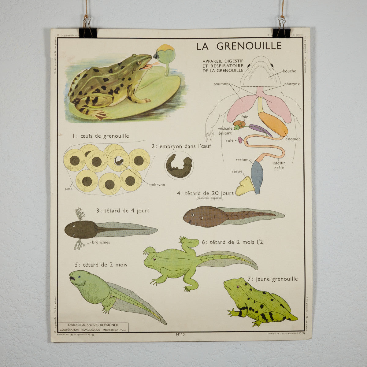 Vintage French School Science Poster- Frog/ Fish