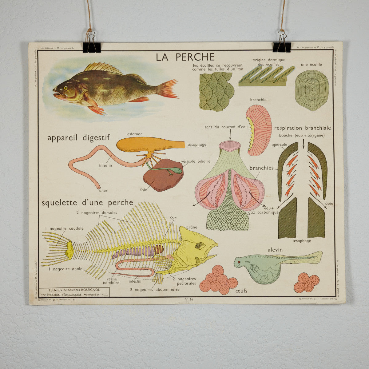 Vintage French School Science Poster- Frog/ Fish
